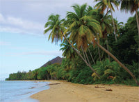 Beach Palms (Photograph) Matted